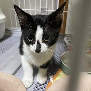 少し怖がりな甘えん坊パム　4ヶ月の女の子