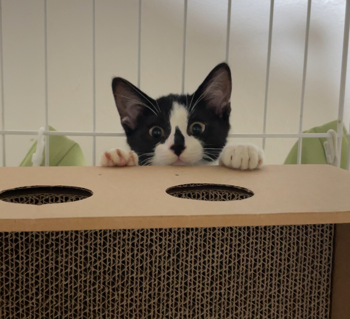 少し怖がりな甘えん坊パム　4ヶ月の女の子 サムネイル3