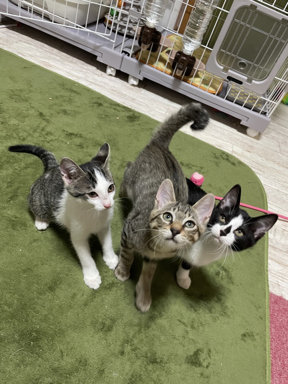 少し怖がりな甘えん坊パム　4ヶ月の女の子 サムネイル4