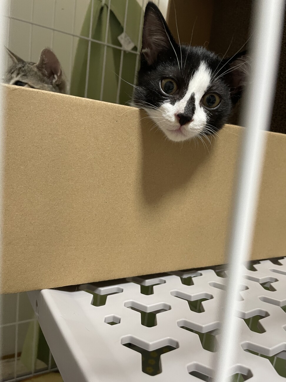 少し怖がりな甘えん坊パム　4ヶ月の女の子 サムネイル5