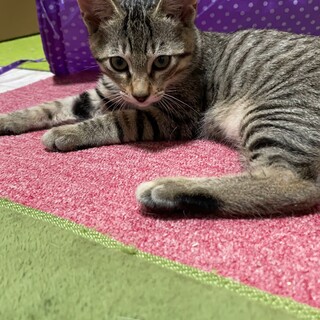 怖がりだけど人馴れ頑張ってるテオ