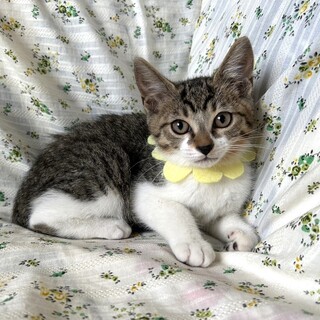 【7/21東銀座】ファイトくん★2ヵ月♪