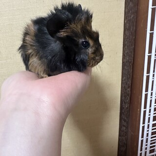 アビシニアンモルモット　産まれたての子　