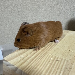 イングリッシュモルモット　0歳