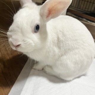 ミニウサギのだいふく君　（推定４歳）