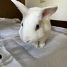 ミニウサギのだいふく君　 サムネイル2
