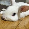 ミニウサギのだいふく君　 サムネイル3