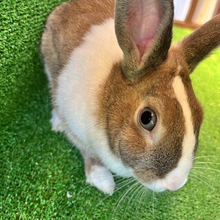 ミニウサギのちびたん雌（推定２歳）