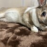 ミニウサギのちびたん雌（推定２歳） サムネイル2