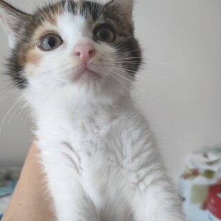 シマエナガのような兄妹ネコのシマちゃん