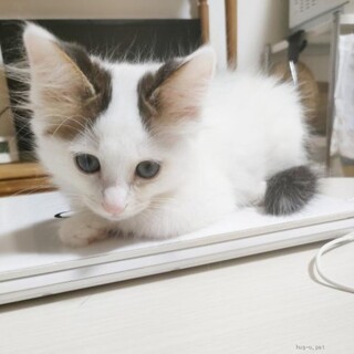 シマエナガのようなふわふわエナガちゃん