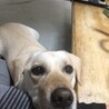 かまってちゃんのいあんくん