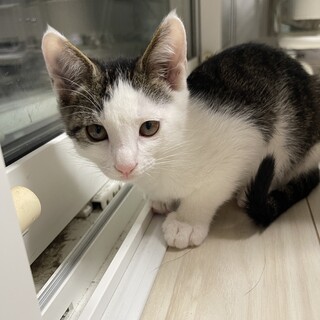 4ヶ月ほどのキジ白のオス子猫