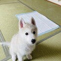 応募者多数につき一時募集ストップ