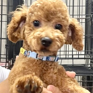 24-M151　まだまだおこちゃまでーす♪