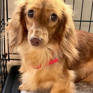 24-W161　小さな大人しいダックス女子！！