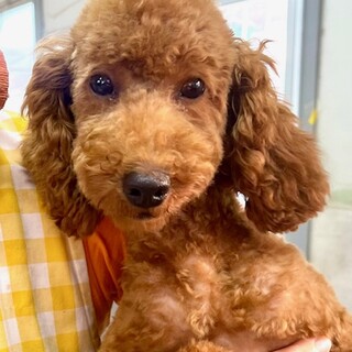 24-W152プードル仔犬♪