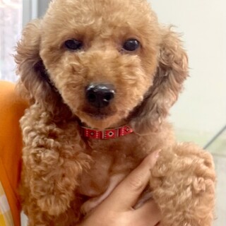 24-W153　とんかく良い子過ぎです！！