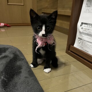 人懐っこい子白ソックスちゃん