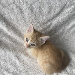 「★とってもめずらしい　茶白　３姉妹　女の子★」サムネイル2