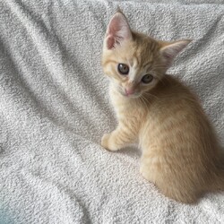 「★とってもめずらしい　茶白　３姉妹　女の子★」サムネイル3