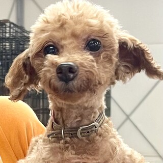 ★シニアにチャンスを★ナディア★トイプー★