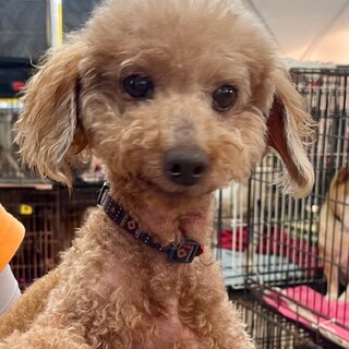 ★シニアにチャンスを★モント★トイプー★