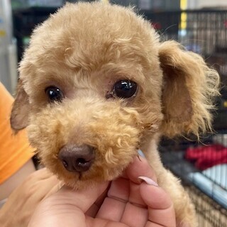 ★シニアにチャンスを★コペン★トイプー★