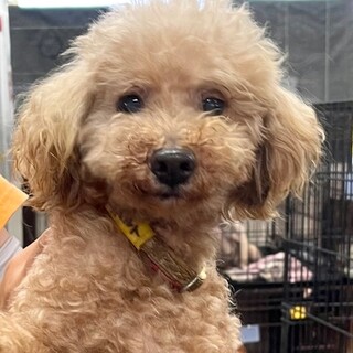 ★シニアにチャンスを★ポルト★トイプー★