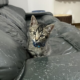 猫が大好き猫くんです