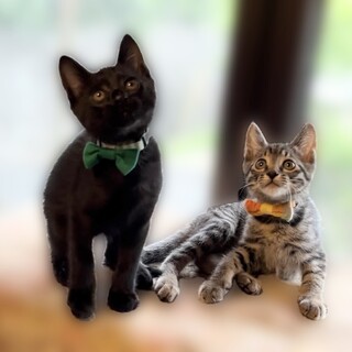 わんぱく仲良しボーイズのクロ君とちか君【奈良市】