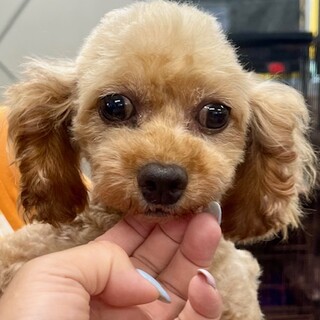 ★シニアにチャンスを★ノーバ★トイプー★