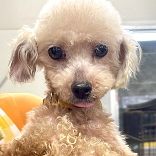 ★シニアにチャンスを★クーガ★トイプー★