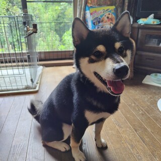 甘えん坊の黒柴くん！