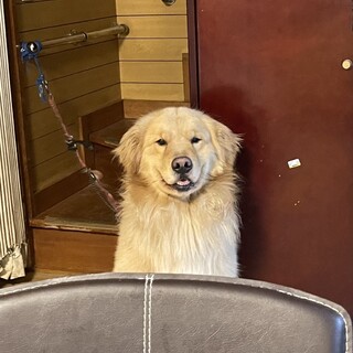 血統書あり！3歳オス ゴールデンレトリーバー