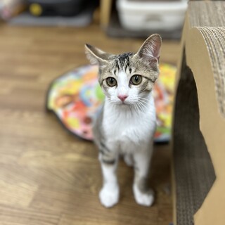 イケメンの甘えた君
