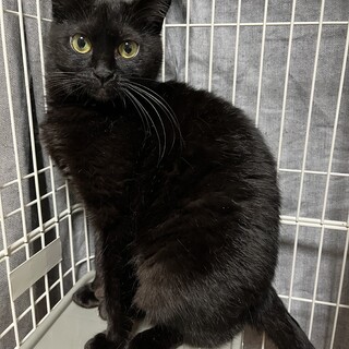 黒猫　女の子　1歳