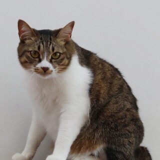 キジ白　レオちゃん里親様募集！！