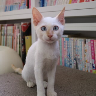 【3ヵ月♂】シャムmix　写楽くん