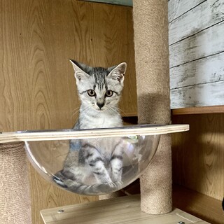 とても可愛いサバ白の女の子