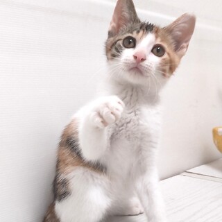 やんちゃ娘カノンちゃん（生後2.5～3ヶ月）