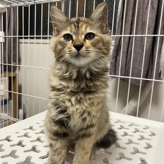 キジサビ長毛　5ヶ月　女の子