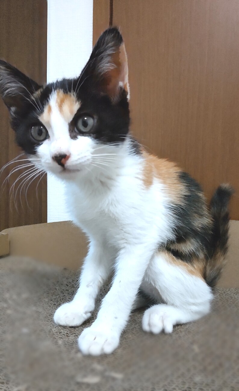 綺麗な三色の三毛カナちゃ」埼玉県 - 猫の里親募集(494900) 4枚目の