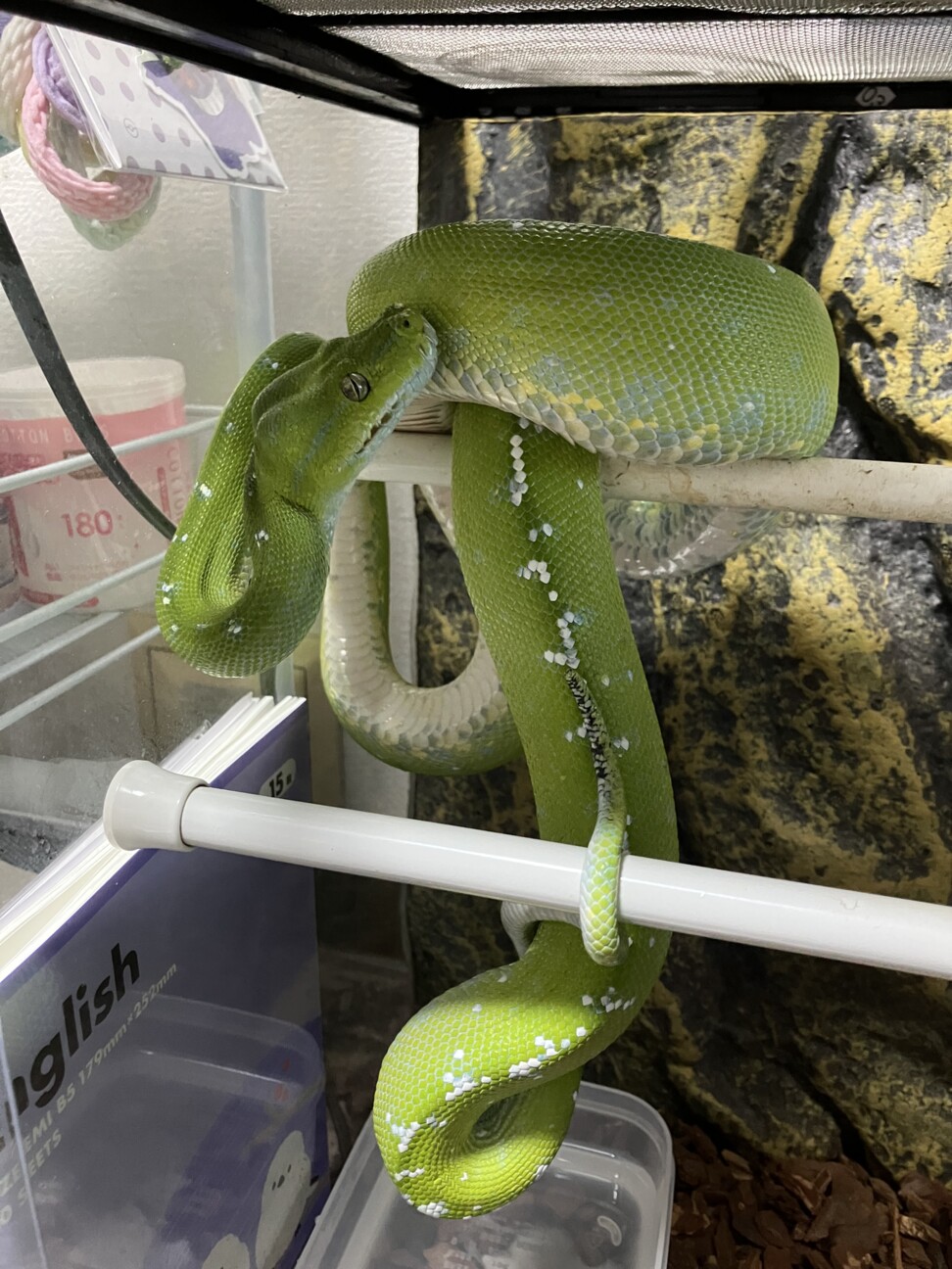 希少 絶版 更に完璧なグリーンパイソン 爬虫類 グリーンパイソン　書籍 洋書 本 動植物関連書籍 ＞ 爬虫類 ＞ ヘビ ＞ ボア・パイソン ＞ 更に