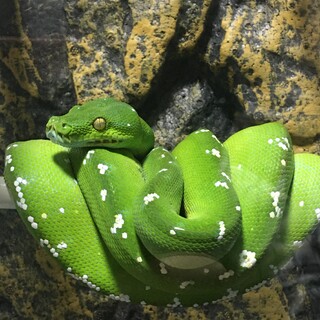 グリーンパイソン(アルー)の里親様募集