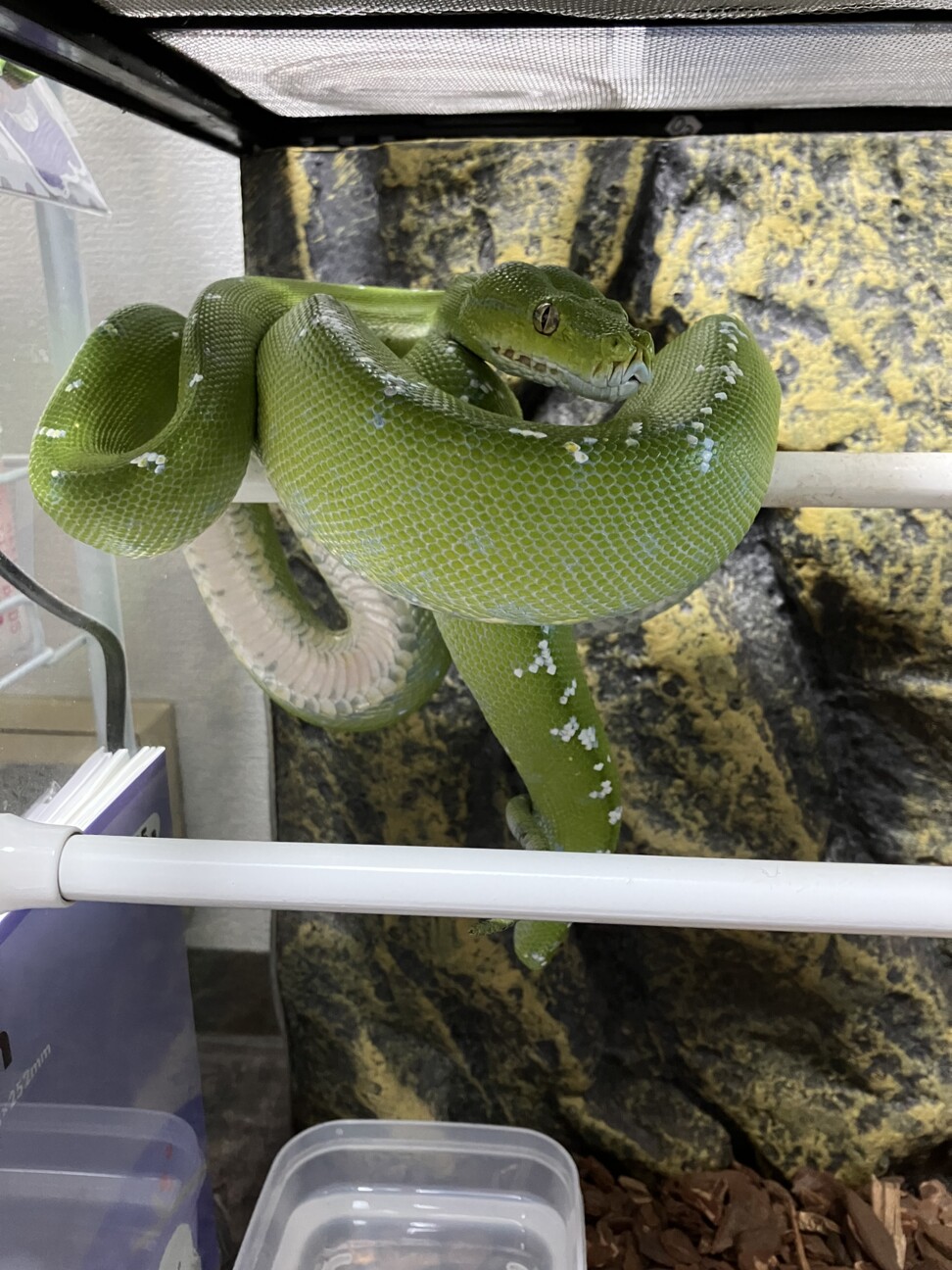 グリーンパイソン(アルー」広島県 - 爬虫類・他の里親募集(494902
