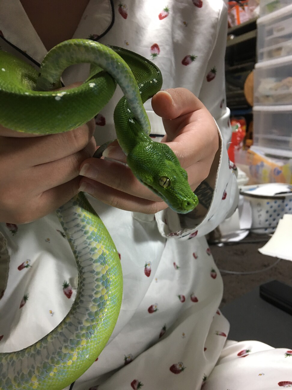 グリーンパイソン(アルー」広島県 - 爬虫類・他の里親募集(494902