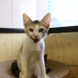 【3ヶ月♀】 ベタベタ　ストーカー　ラムちゃん