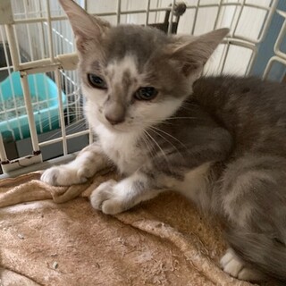 ワイルドな灰白こうじ君