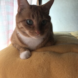 さくら猫里親募集